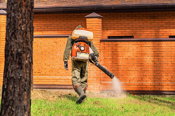 Trusted Rodent Control service in Rio Rico, AZ - Nex Pest Control